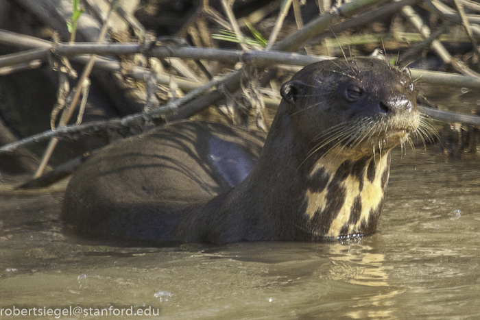 giant river otter